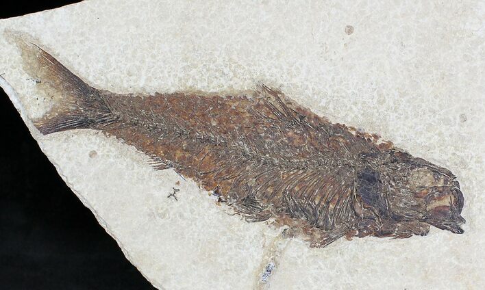 Dark Colored Knightia Fossil Fish - Wyoming #20831